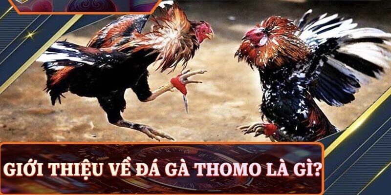 Thế Giới Đá Gà Thomo Sôi Động, Hấp Dẫn Và Đầy Bí Ẩn